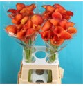 CALLA CAPTAIN ODEON